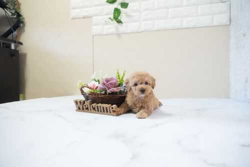 滋賀県のトイプードル(タイニー) (いっぷく湖南店/2025年11月25日生まれ/女の子/オレンジフォーン)の子犬の3枚目の画像