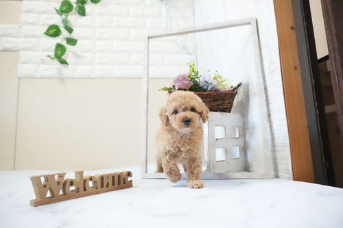 滋賀県のトイプードル(タイニー) (いっぷく湖南店/2025年11月25日生まれ/女の子/オレンジフォーン)の子犬の4枚目の画像