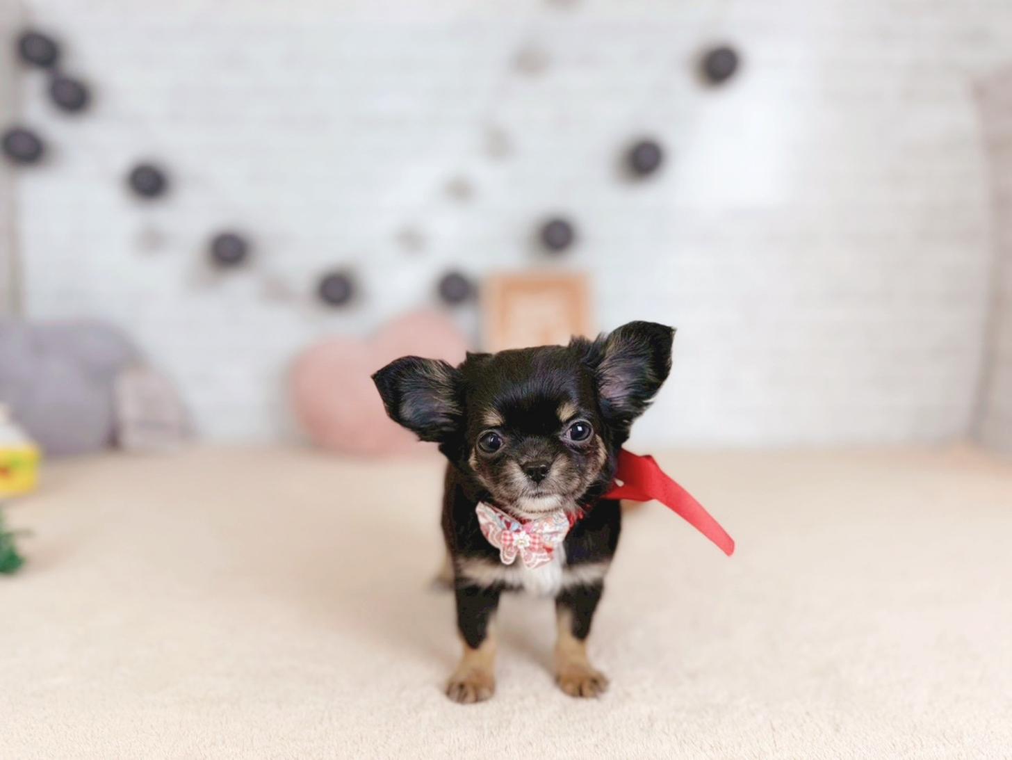 北海道のチワワ(ロング) (ペットショップだんぼ/2025年11月5日生まれ/女の子/ブラックタン)の子犬の1枚目の画像