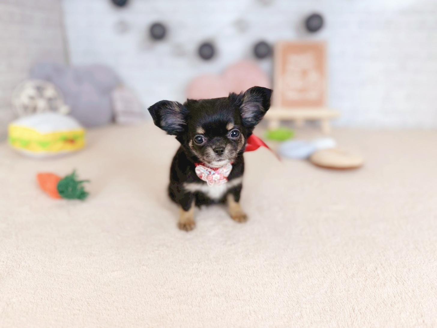 北海道のチワワ(ロング) (ペットショップだんぼ/2025年11月5日生まれ/女の子/ブラックタン)の子犬の2枚目の画像