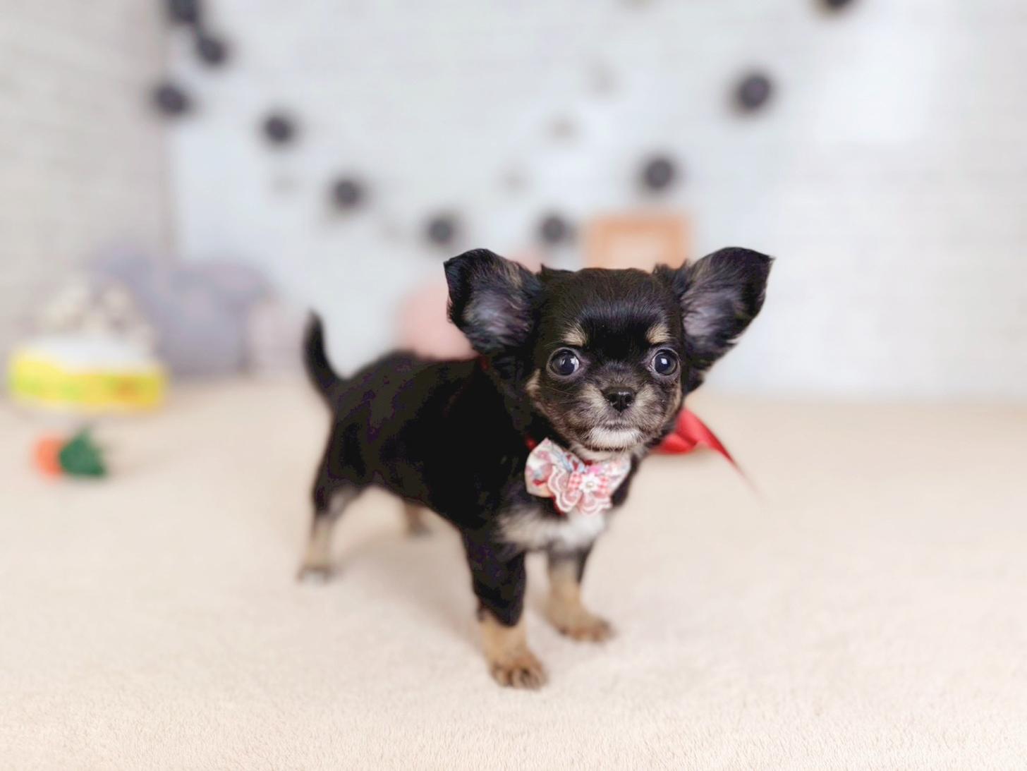 北海道のチワワ(ロング) (ペットショップだんぼ/2025年11月5日生まれ/女の子/ブラックタン)の子犬の3枚目の画像