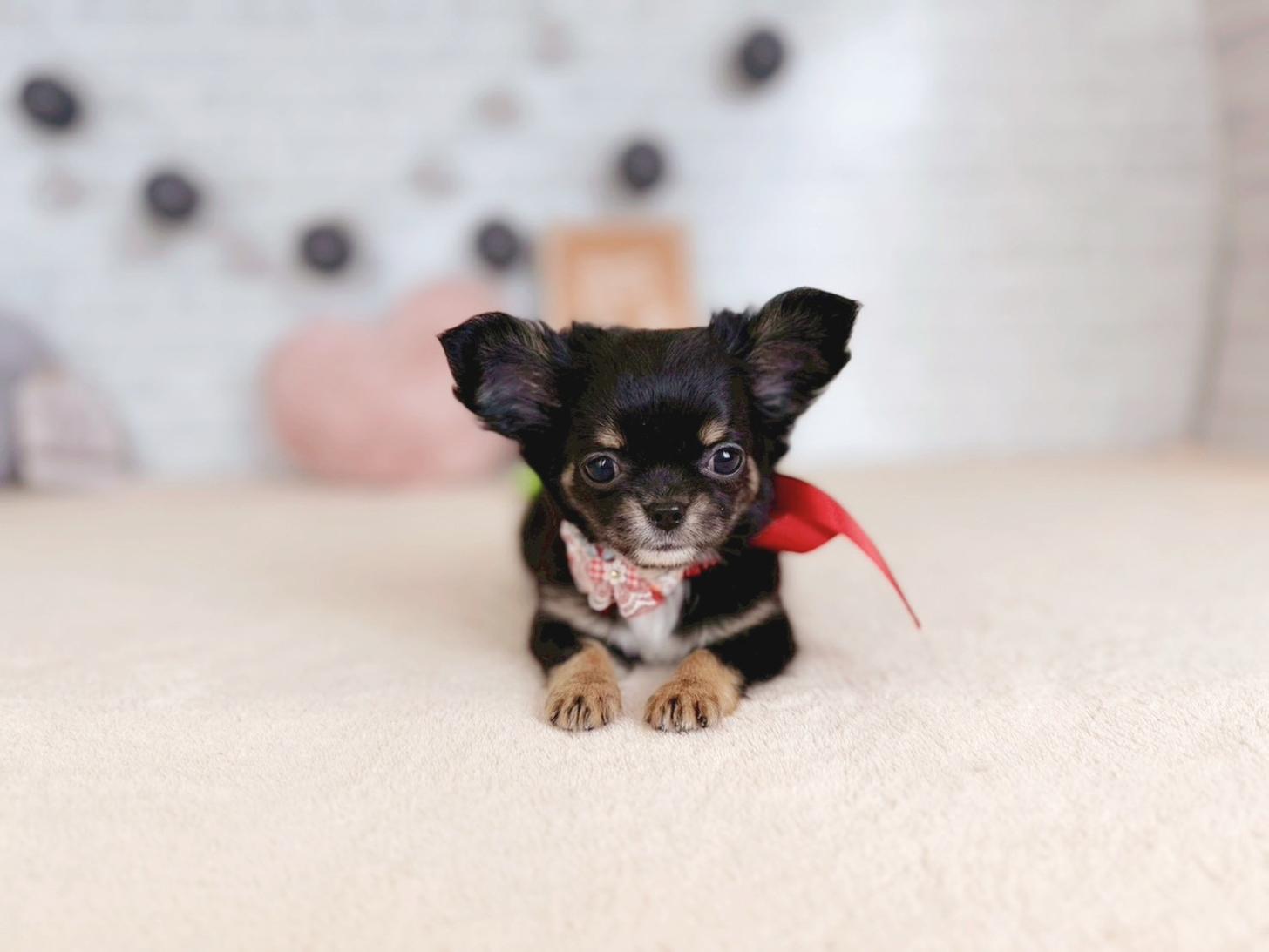 北海道のチワワ(ロング) (ペットショップだんぼ/2025年11月5日生まれ/女の子/ブラックタン)の子犬の4枚目の画像