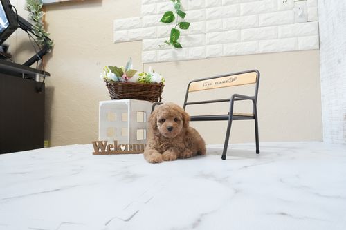 滋賀県のトイプードル(トイ) (いっぷく湖南店/2026年1月25日生まれ/女の子/レッドフォーン)の子犬の1枚目の画像