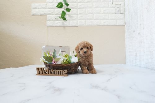 滋賀県のトイプードル(トイ) (いっぷく湖南店/2026年1月25日生まれ/女の子/レッドフォーン)の子犬の2枚目の画像