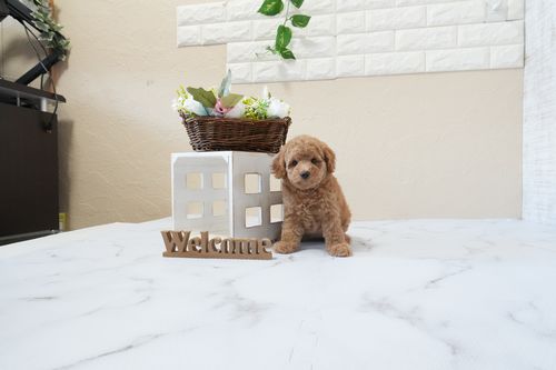 滋賀県のトイプードル(トイ) (いっぷく湖南店/2026年1月25日生まれ/女の子/レッドフォーン)の子犬の3枚目の画像