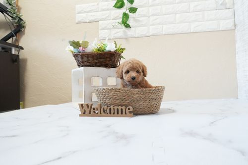 滋賀県のトイプードル(トイ) (いっぷく湖南店/2026年1月25日生まれ/女の子/レッドフォーン)の子犬の4枚目の画像