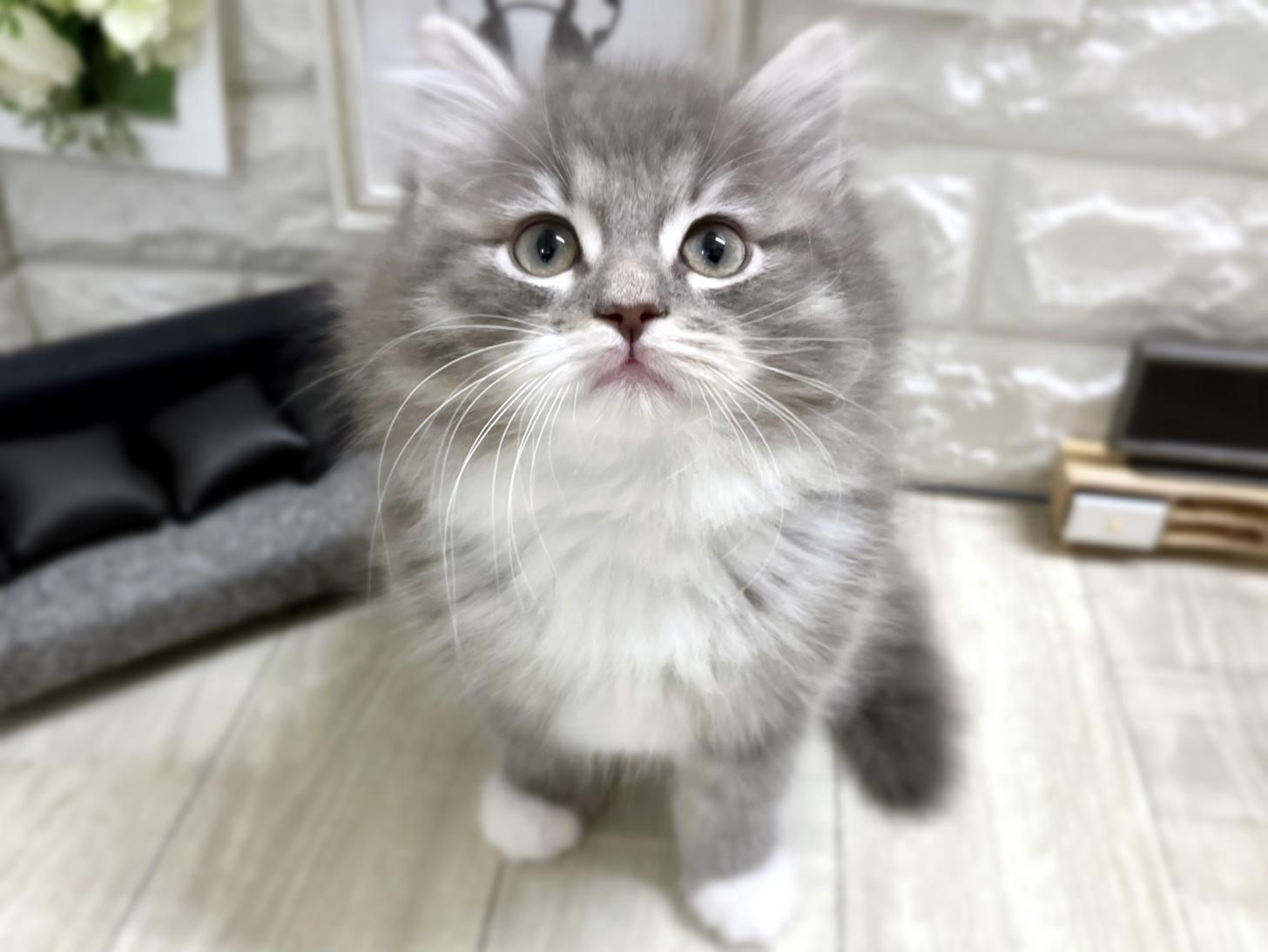 2025年11月27日生まれのサイベリアン