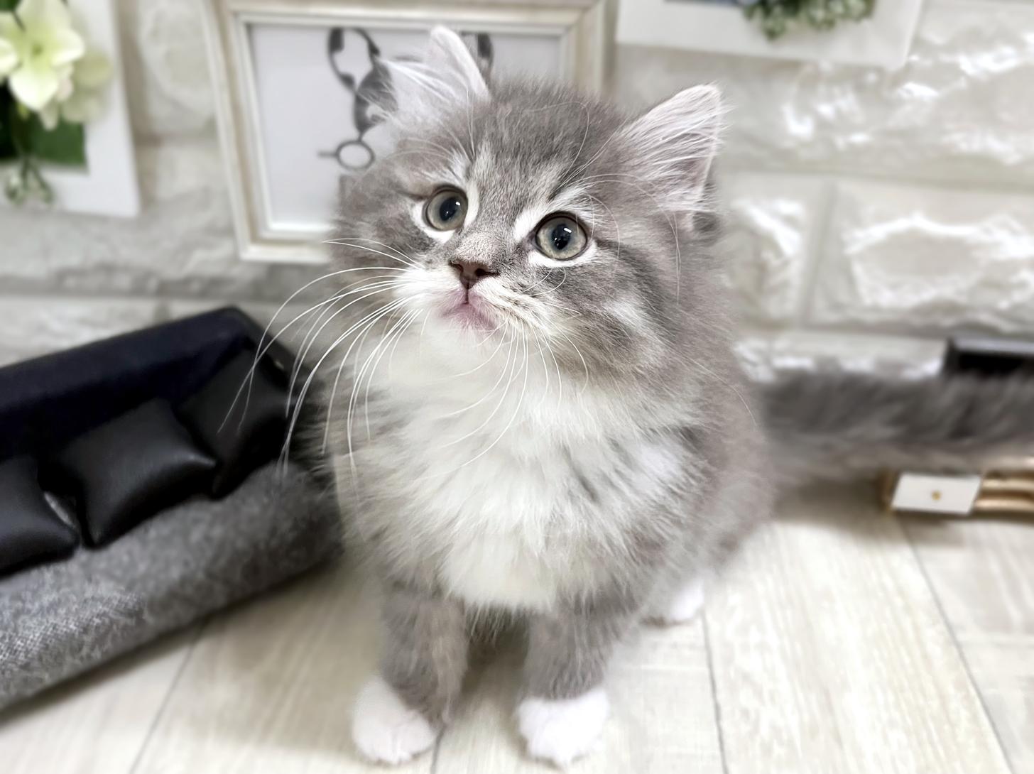 大阪府のサイベリアン (DOGMAN平野瓜破店/2025年11月27日生まれ/男の子/ブルーマッカレルタビーホワイト)の子猫の2枚目の画像