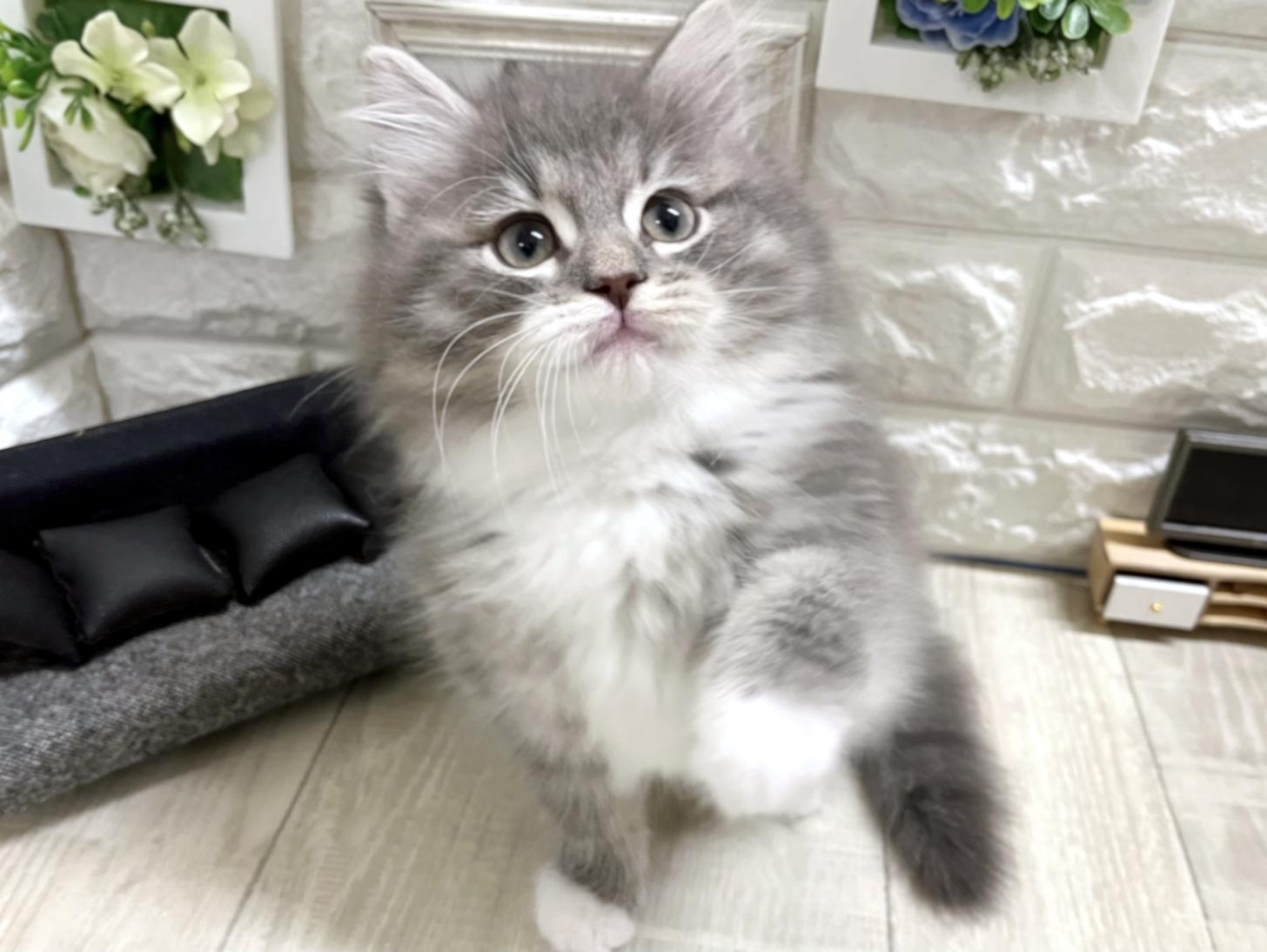 大阪府のサイベリアン (DOGMAN平野瓜破店/2025年11月27日生まれ/男の子/ブルーマッカレルタビーホワイト)の子猫の3枚目の画像