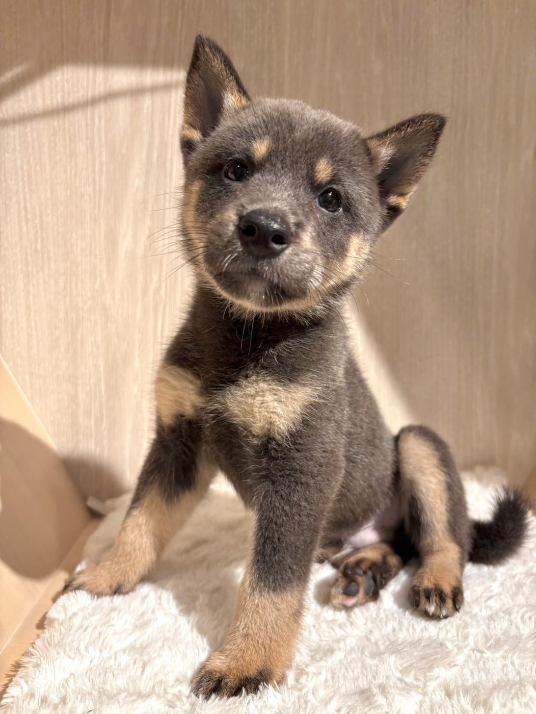 埼玉県の柴犬(標準サイズ) (PET SHOP Tiny tales/2026年7月4日生まれ/男の子/黒)の子犬の1枚目の画像