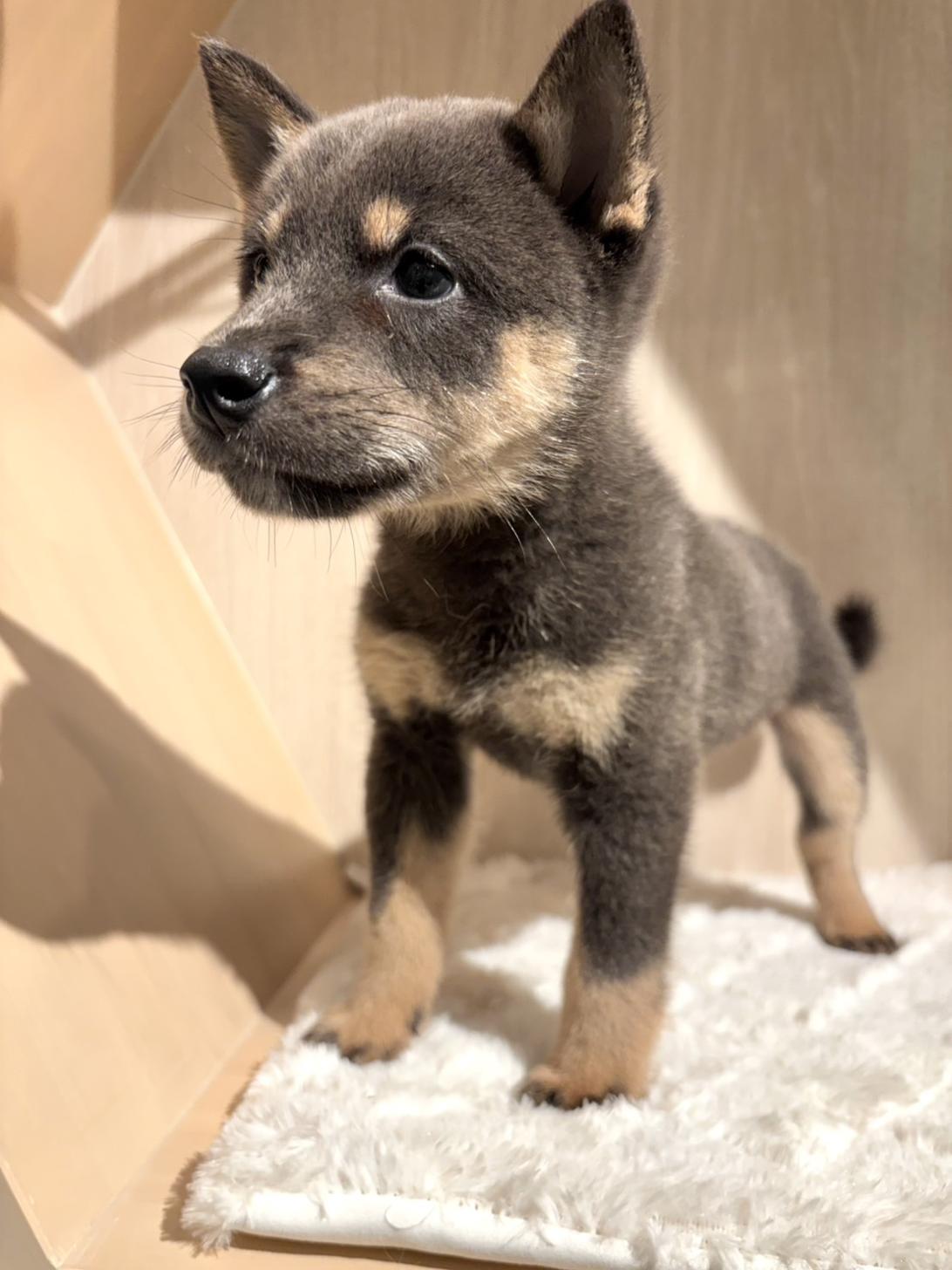 埼玉県の柴犬(標準サイズ) (PET SHOP Tiny tales/2026年7月4日生まれ/男の子/黒)の子犬の2枚目の画像