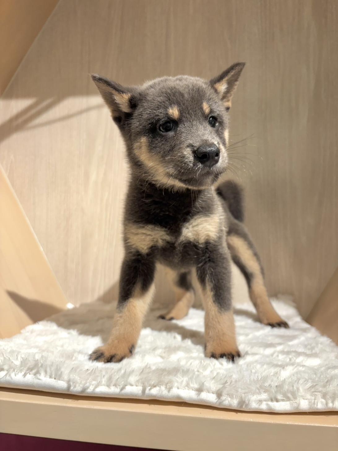 埼玉県の柴犬(標準サイズ) (PET SHOP Tiny tales/2026年7月4日生まれ/男の子/黒)の子犬の3枚目の画像
