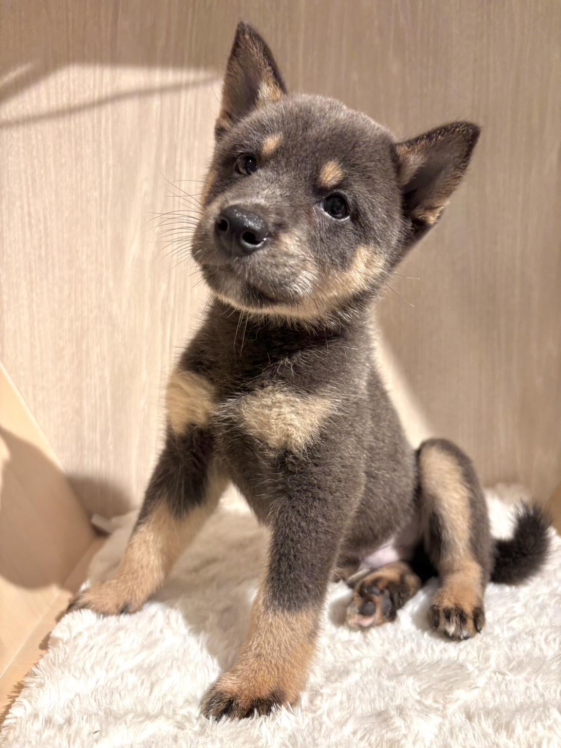 埼玉県の柴犬(標準サイズ) (PET SHOP Tiny tales/2026年7月4日生まれ/男の子/黒)の子犬の4枚目の画像