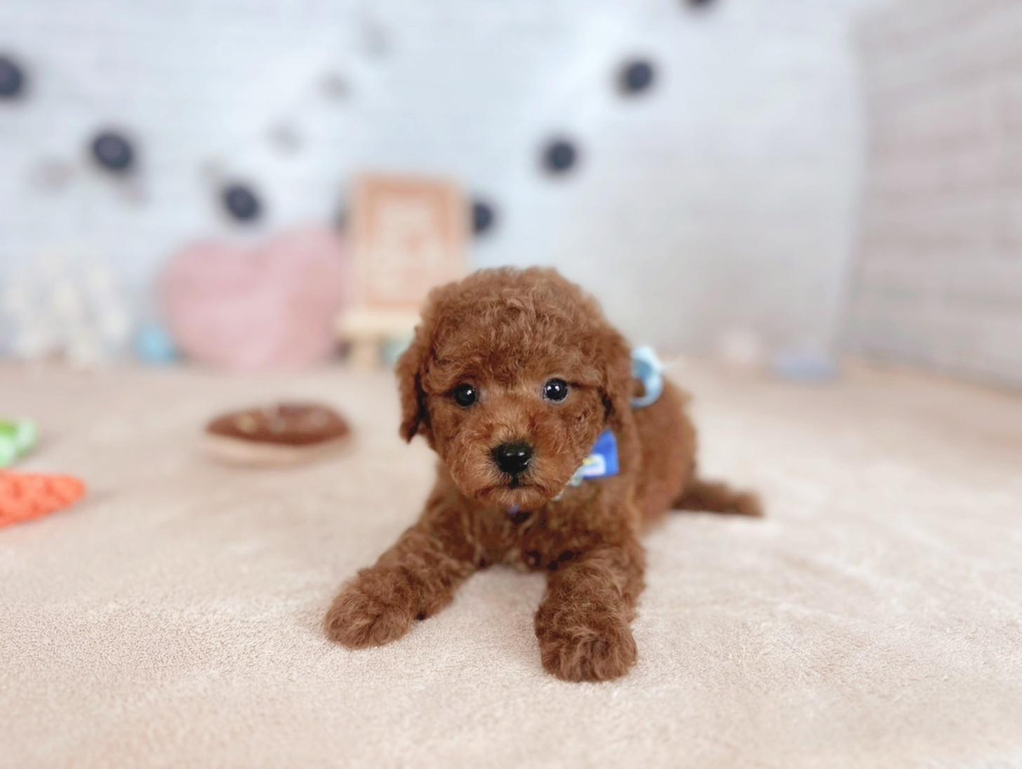 北海道のトイプードル(トイ) (ペットショップだんぼ/2025年7月19日生まれ/男の子/レッド)の子犬の2枚目の画像