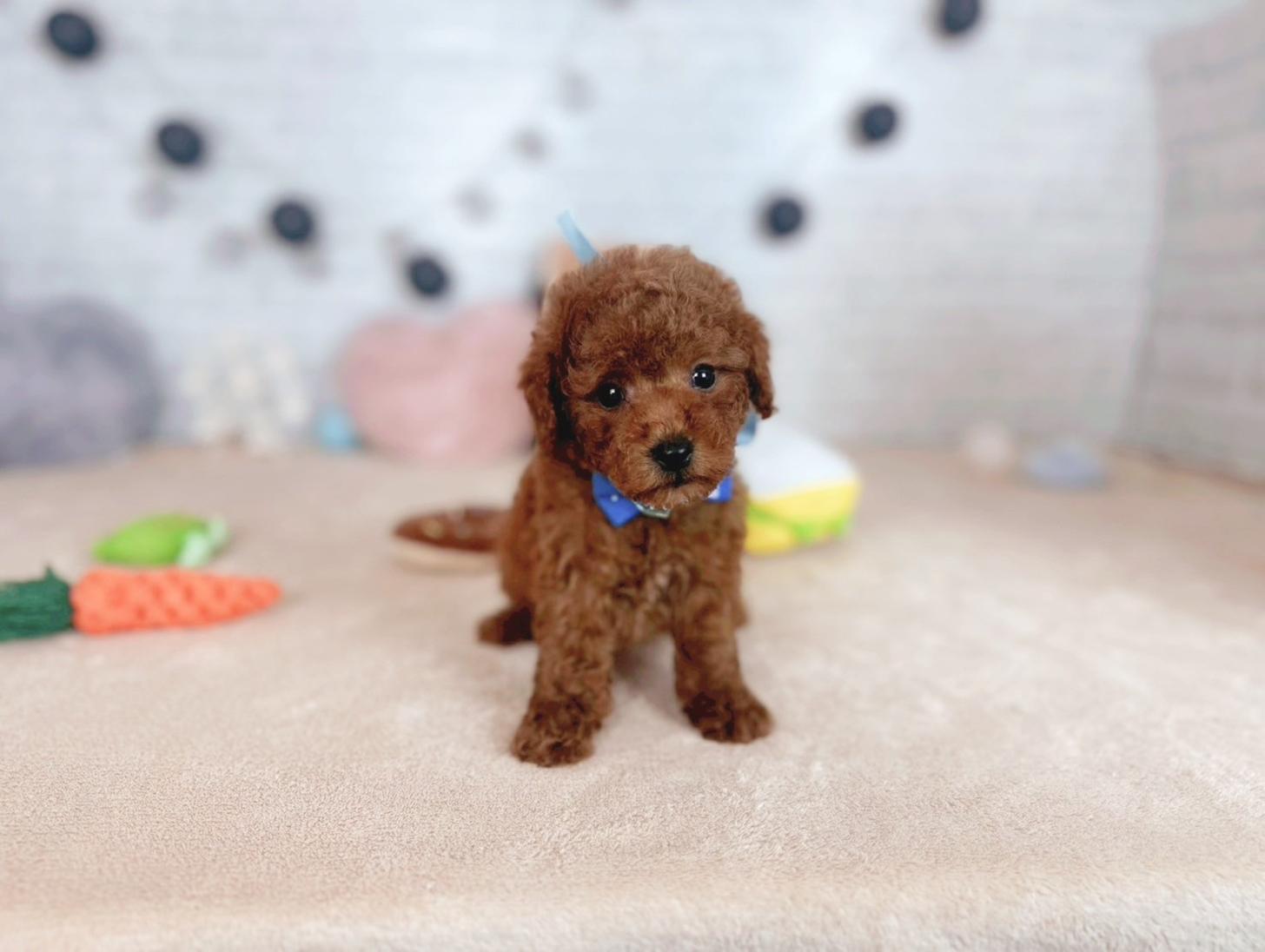 北海道のトイプードル(トイ) (ペットショップだんぼ/2025年7月19日生まれ/男の子/レッド)の子犬の3枚目の画像