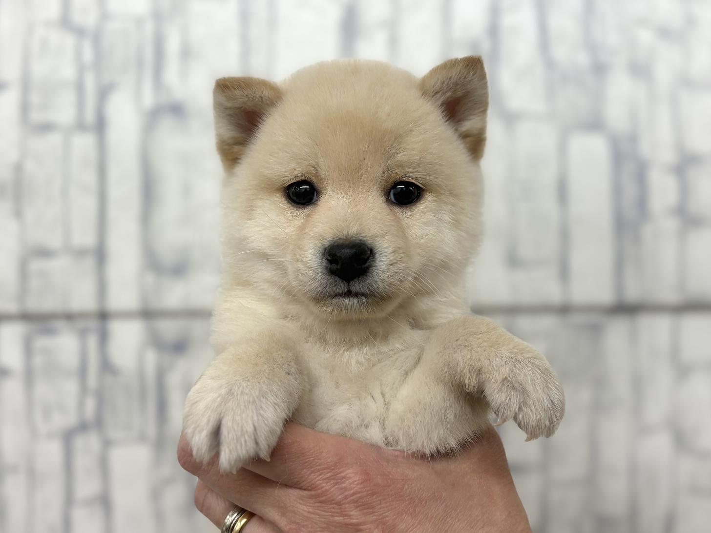 東京都の柴犬(標準サイズ) (ディスワン若葉台店/2024年12月14日生まれ/男の子/白)の子犬