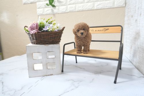 滋賀県のトイプードル(トイ) (いっぷく湖南店/2025年5月31日生まれ/女の子/レッドフォーン)の子犬の3枚目の画像