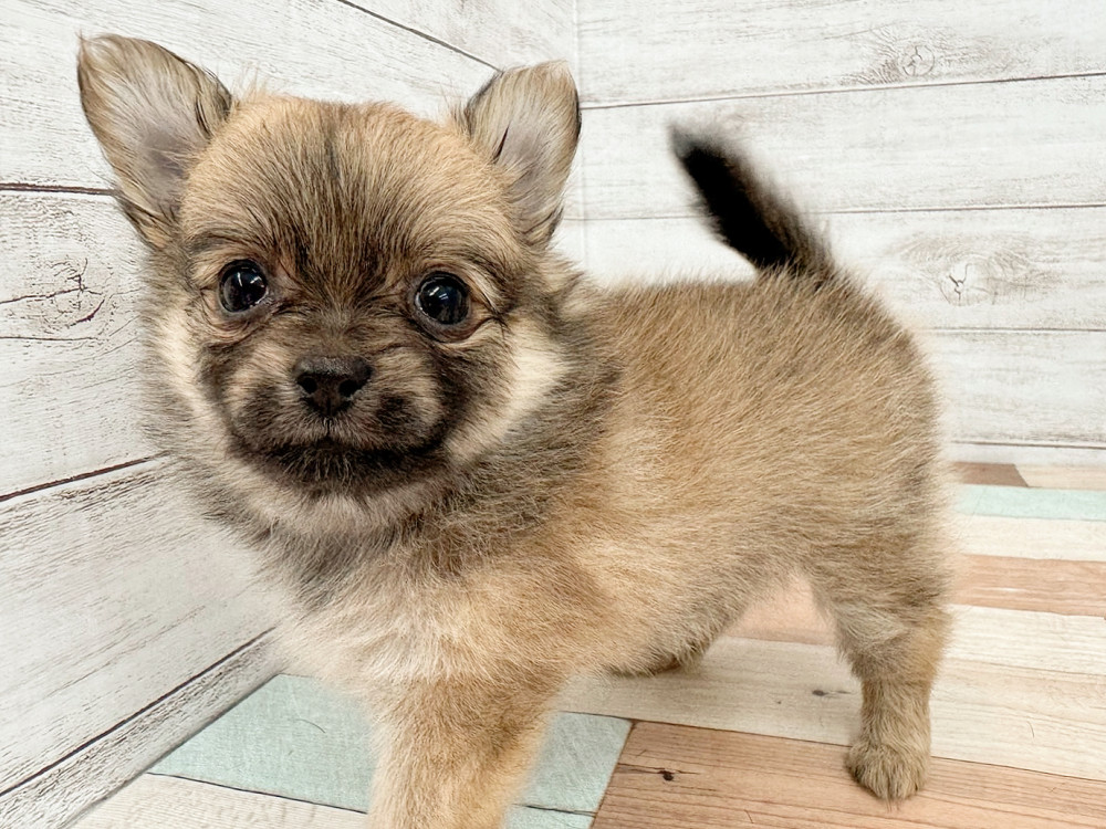 新潟県のポメチワ/チワポメ/ポメチー(ポメラニアン×チワワ) (竹内ペット 新潟西店/2025年5月26日生まれ/女の子/レッド)の子犬の2枚目の画像