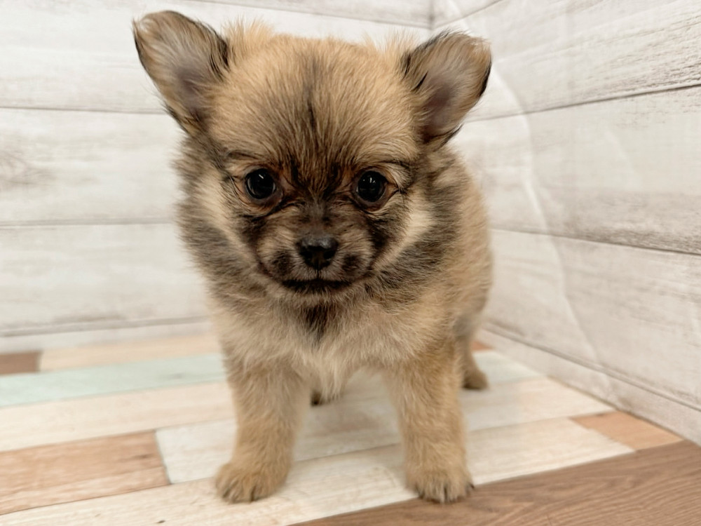 新潟県のポメチワ/チワポメ/ポメチー(ポメラニアン×チワワ) (竹内ペット 新潟西店/2025年5月26日生まれ/女の子/レッド)の子犬の3枚目の画像