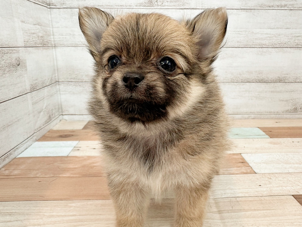 新潟県のポメチワ/チワポメ/ポメチー(ポメラニアン×チワワ) (竹内ペット 新潟西店/2025年5月26日生まれ/女の子/レッド)の子犬の4枚目の画像