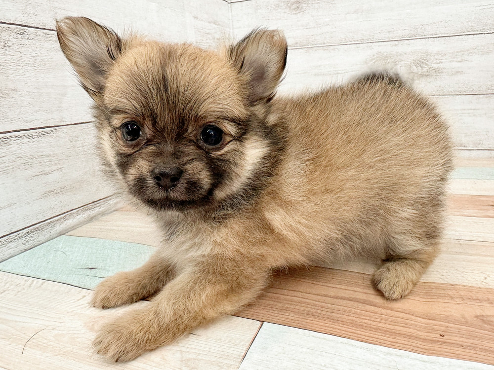 2025年5月26日生まれのポメチワ/チワポメ/ポメチー(ポメラニアン×チワワ)の5枚目の写真