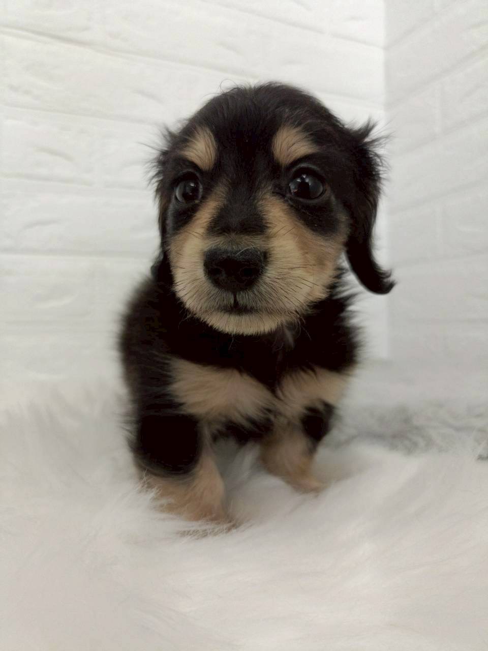 東京都のミニチュアダックスフンド(ロング) (ペットショップcoco東京港区店/2026年2月9日生まれ/男の子/ブラックイエロー)の子犬