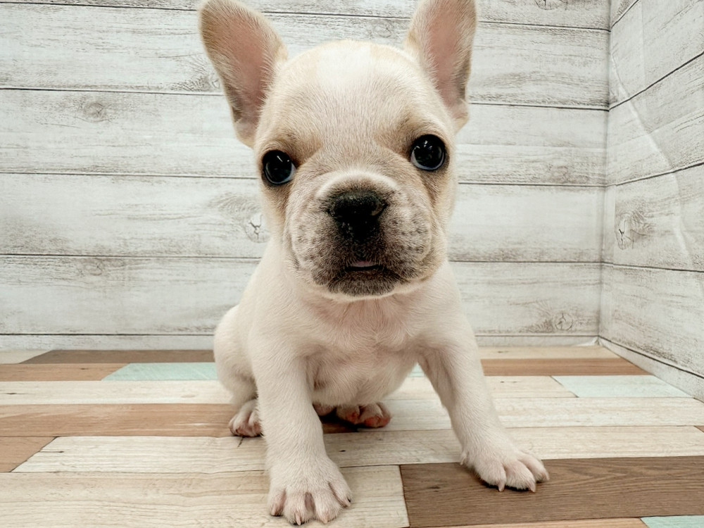 新潟県のフレンチブルドッグ (竹内ペット 新潟西店/2025年8月17日生まれ/女の子/クリーム)の子犬の1枚目の画像