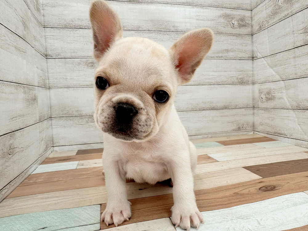 新潟県のフレンチブルドッグ (竹内ペット 新潟西店/2025年8月17日生まれ/女の子/クリーム)の子犬の2枚目の画像