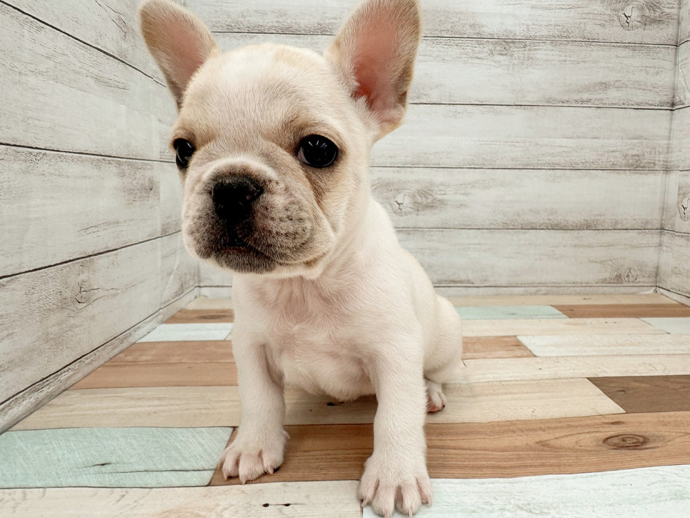 新潟県のフレンチブルドッグ (竹内ペット 新潟西店/2025年8月17日生まれ/女の子/クリーム)の子犬の3枚目の画像