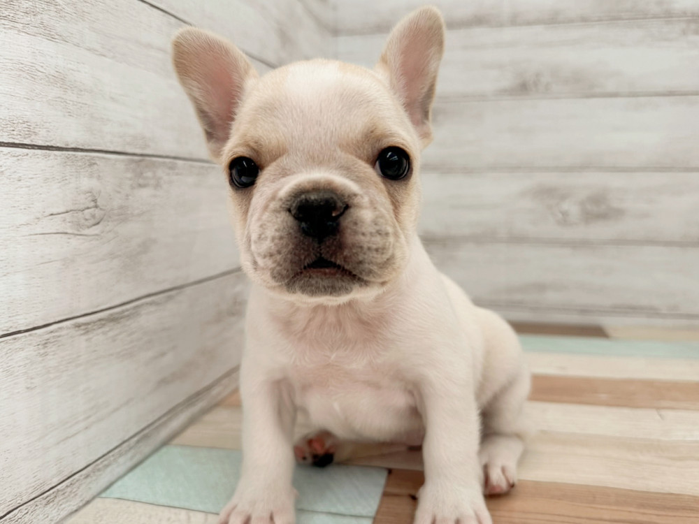 新潟県のフレンチブルドッグ (竹内ペット 新潟西店/2025年8月17日生まれ/女の子/クリーム)の子犬の4枚目の画像