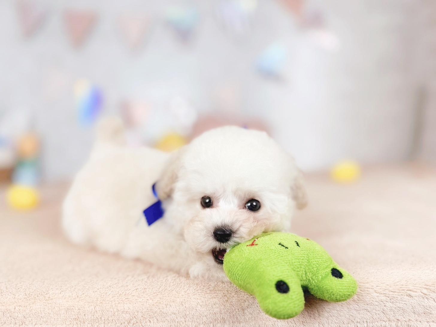 北海道のトイプードル(タイニー) (ペットショップだんぼ/2025年12月22日生まれ/男の子/ホワイト)の子犬の3枚目の画像