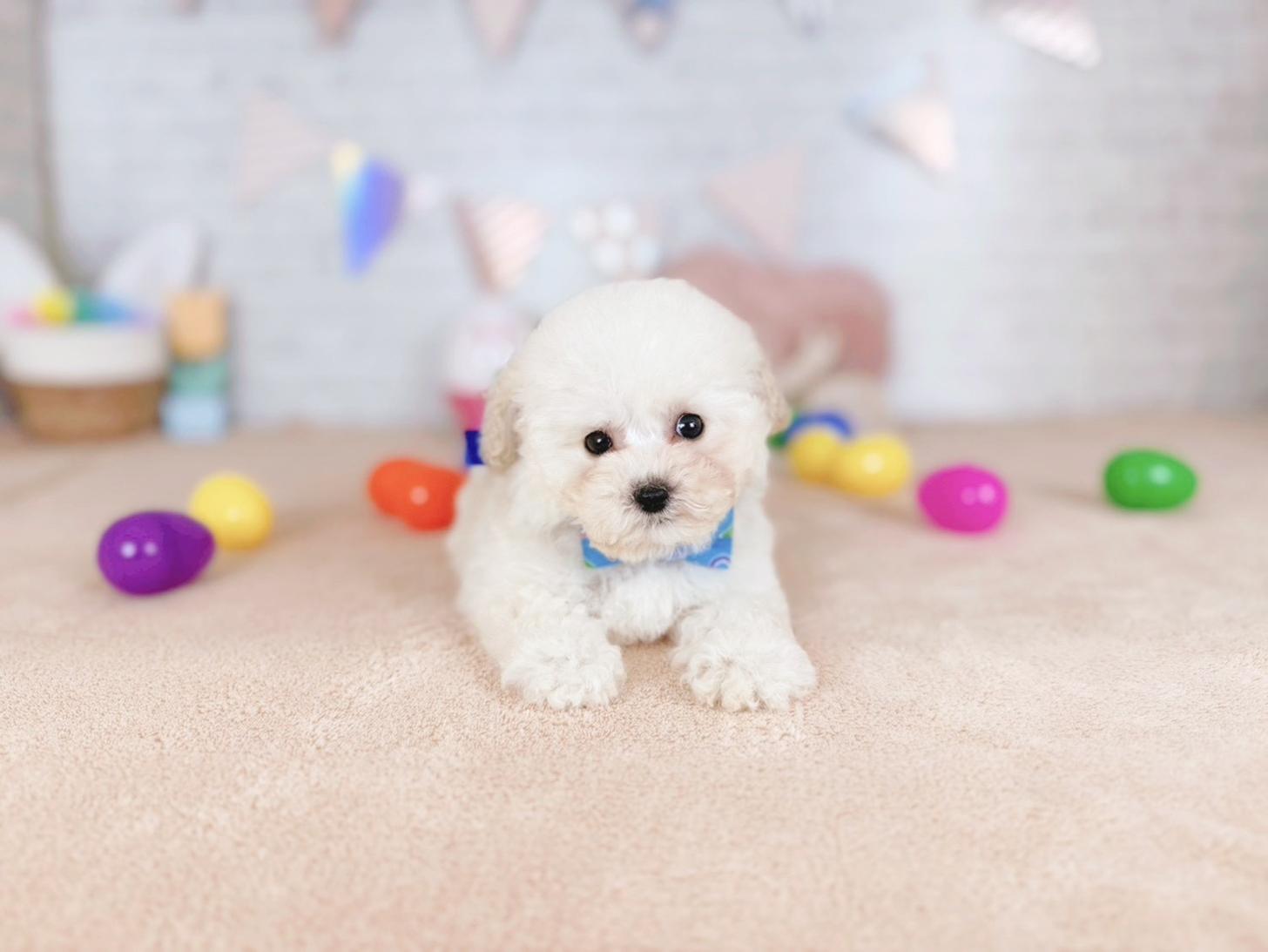 北海道のトイプードル(タイニー) (ペットショップだんぼ/2025年12月22日生まれ/男の子/ホワイト)の子犬の4枚目の画像