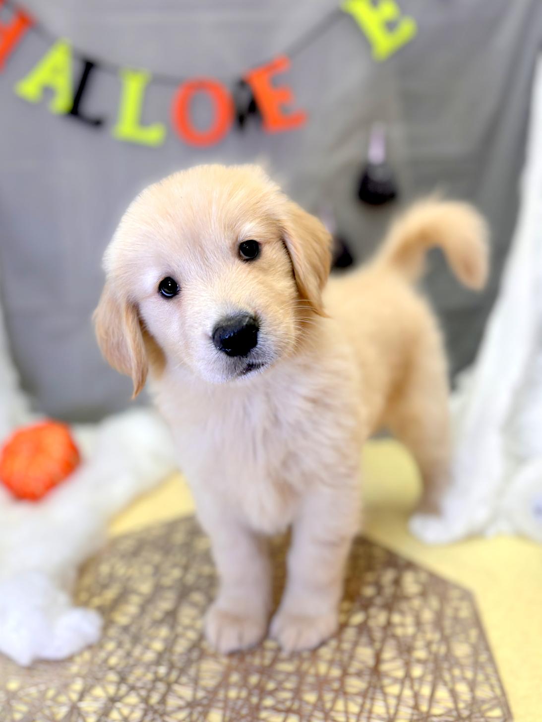 北海道のゴールデンレトリバー (ラブワンコ平岸店/2025年8月8日生まれ/女の子/ゴールデン)の子犬
