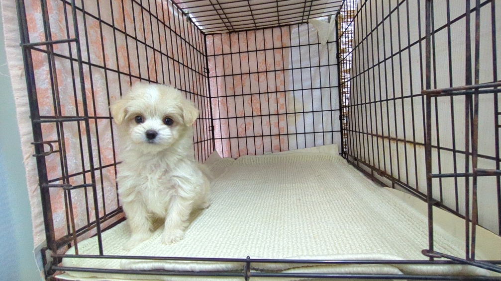 茨城県のチワマル/マルチワ(チワワ×マルチーズ) (ペットショップスズキ/2025年11月1日生まれ/女の子/クリームホワイト)の子犬の1枚目の画像