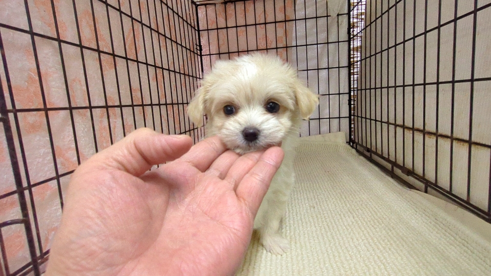 茨城県のチワマル/マルチワ(チワワ×マルチーズ) (ペットショップスズキ/2025年11月1日生まれ/女の子/クリームホワイト)の子犬の2枚目の画像