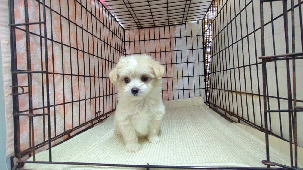 茨城県のチワマル/マルチワ(チワワ×マルチーズ) (ペットショップスズキ/2025年11月1日生まれ/女の子/クリームホワイト)の子犬の3枚目の画像