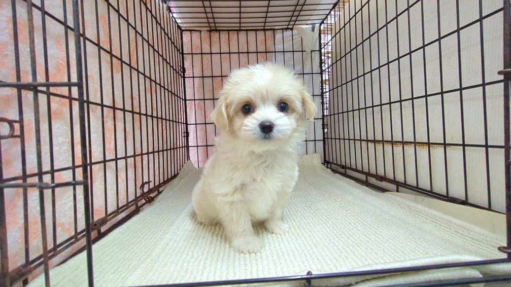 茨城県のチワマル/マルチワ(チワワ×マルチーズ) (ペットショップスズキ/2025年11月1日生まれ/女の子/クリームホワイト)の子犬の4枚目の画像