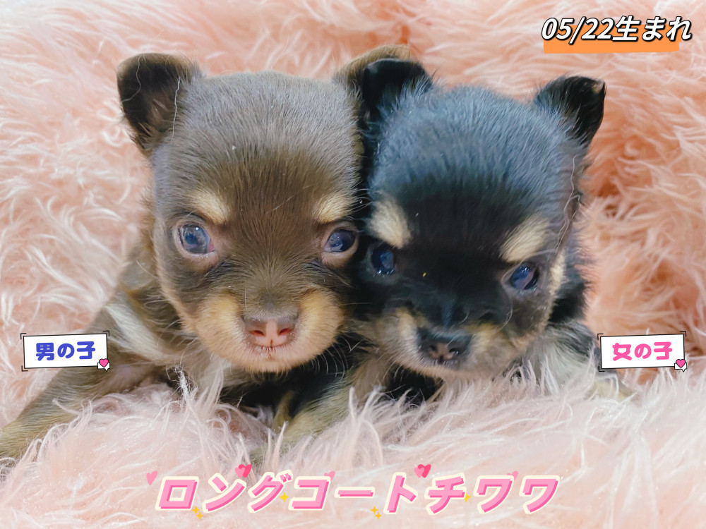 新潟県のチワワ(ロング) (竹内ペット 新津本店/2026年5月22日生まれ/男の子/その他色)の子犬