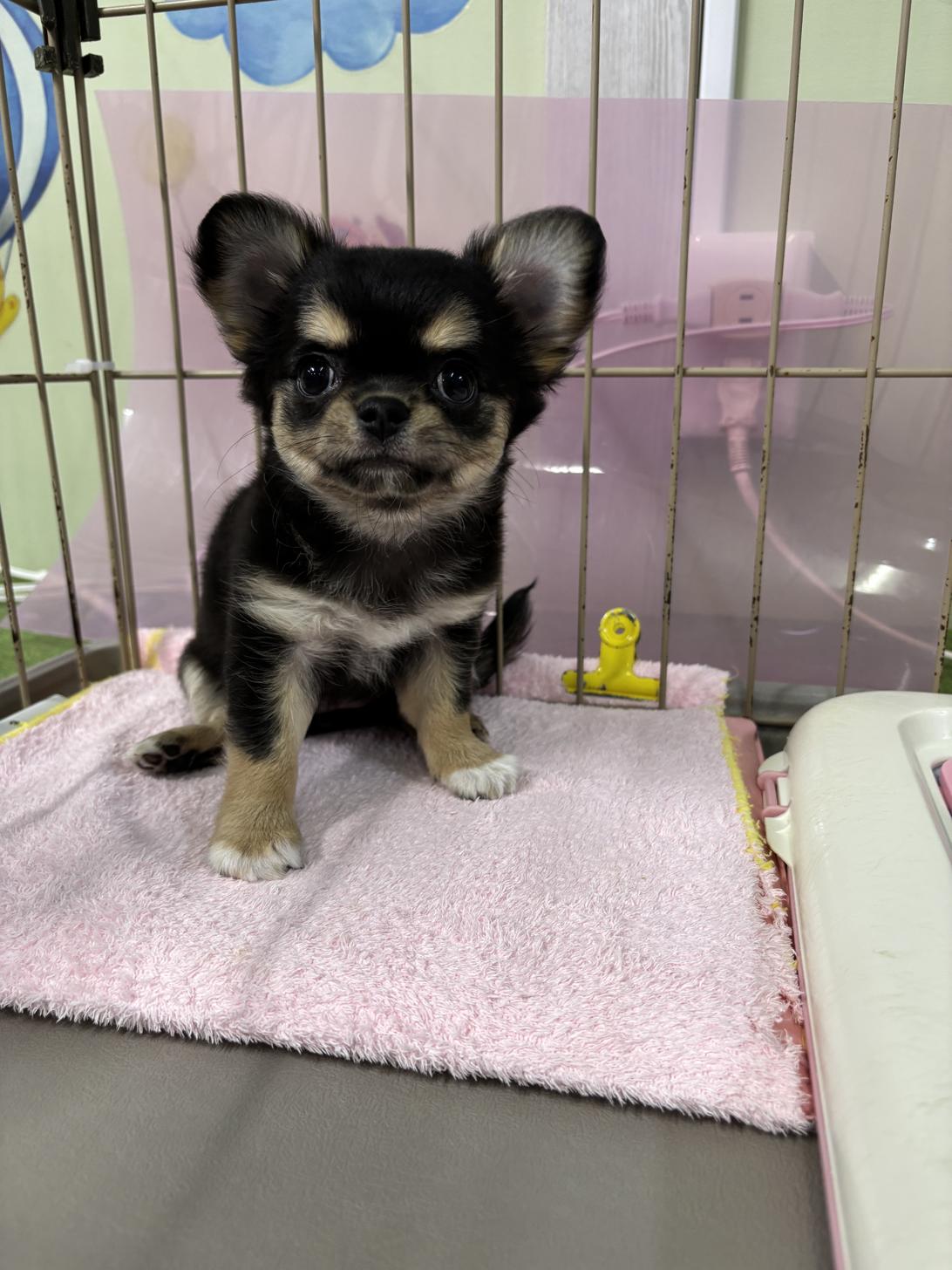 愛知県のチワワ(ロング) (子いぬの足あと/2025年11月1日生まれ/女の子/ブラッククリームホワイト)の子犬