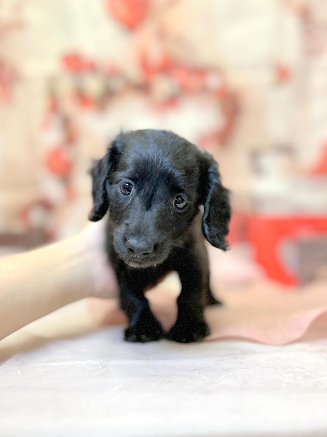 北海道のミニチュアダックスフンド(ロング) (ラブワンコ平岸店/2025年12月14日生まれ/女の子/ブラック)の子犬