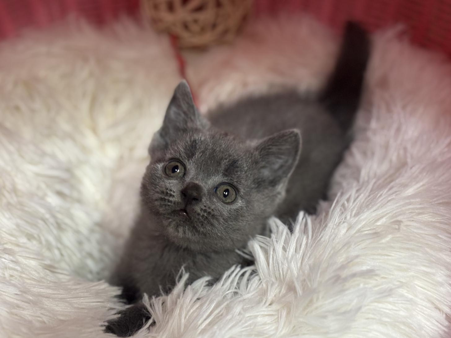 神奈川県のブリティッシュショートヘアー (Doggy Style 小田原店/2026年1月16日生まれ/男の子/ブルー)の子猫の1枚目の画像