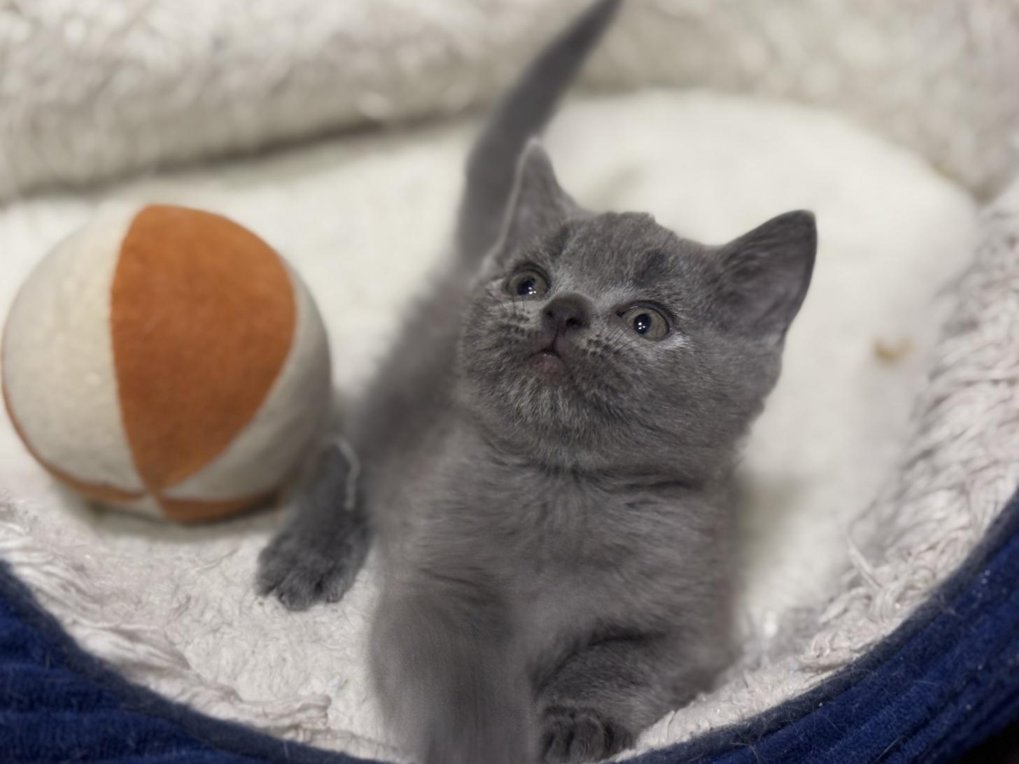 神奈川県のブリティッシュショートヘアー (Doggy Style 小田原店/2026年1月16日生まれ/男の子/ブルー)の子猫の2枚目の画像