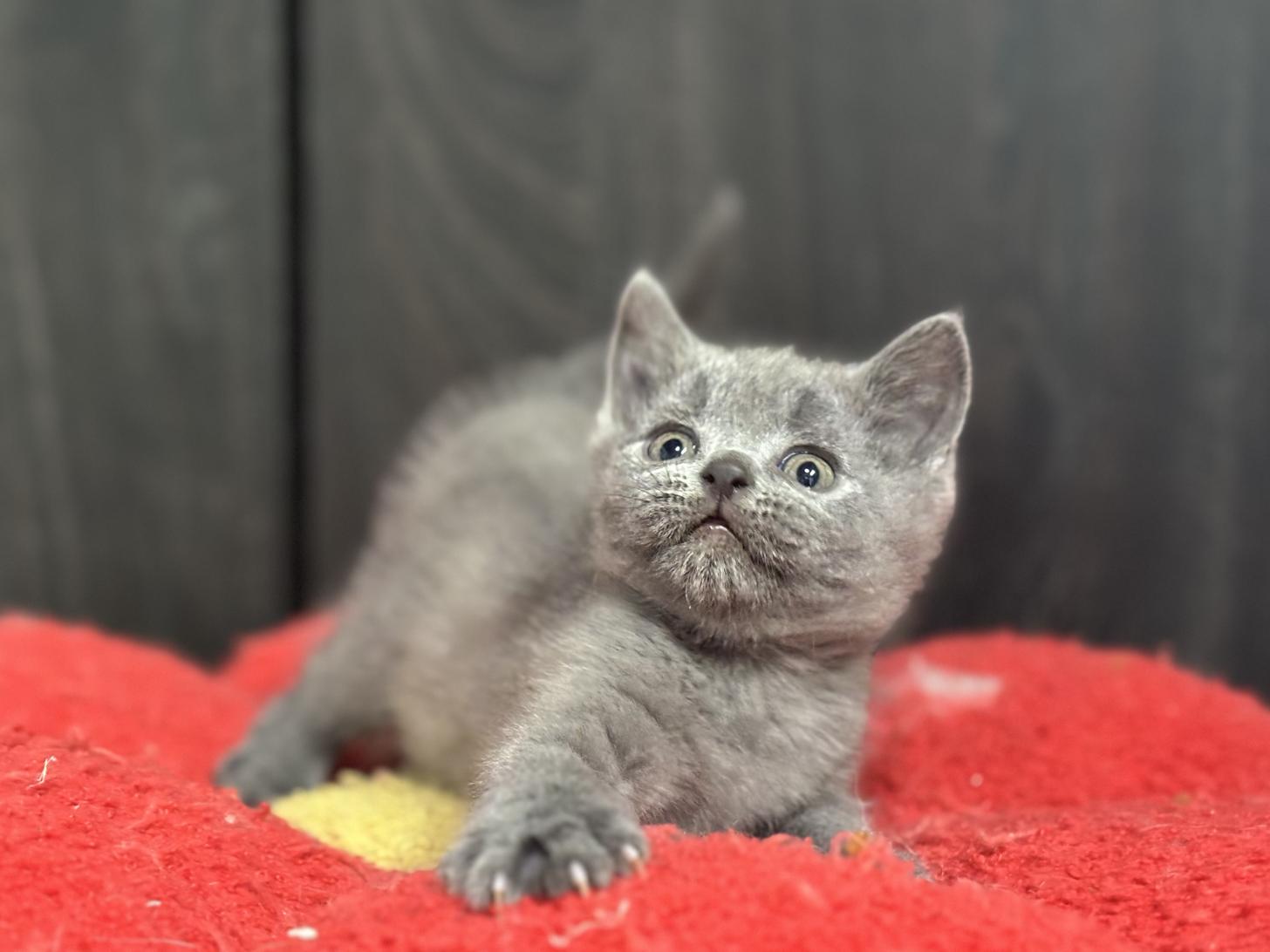 神奈川県のブリティッシュショートヘアー (Doggy Style 小田原店/2026年1月16日生まれ/男の子/ブルー)の子猫の3枚目の画像