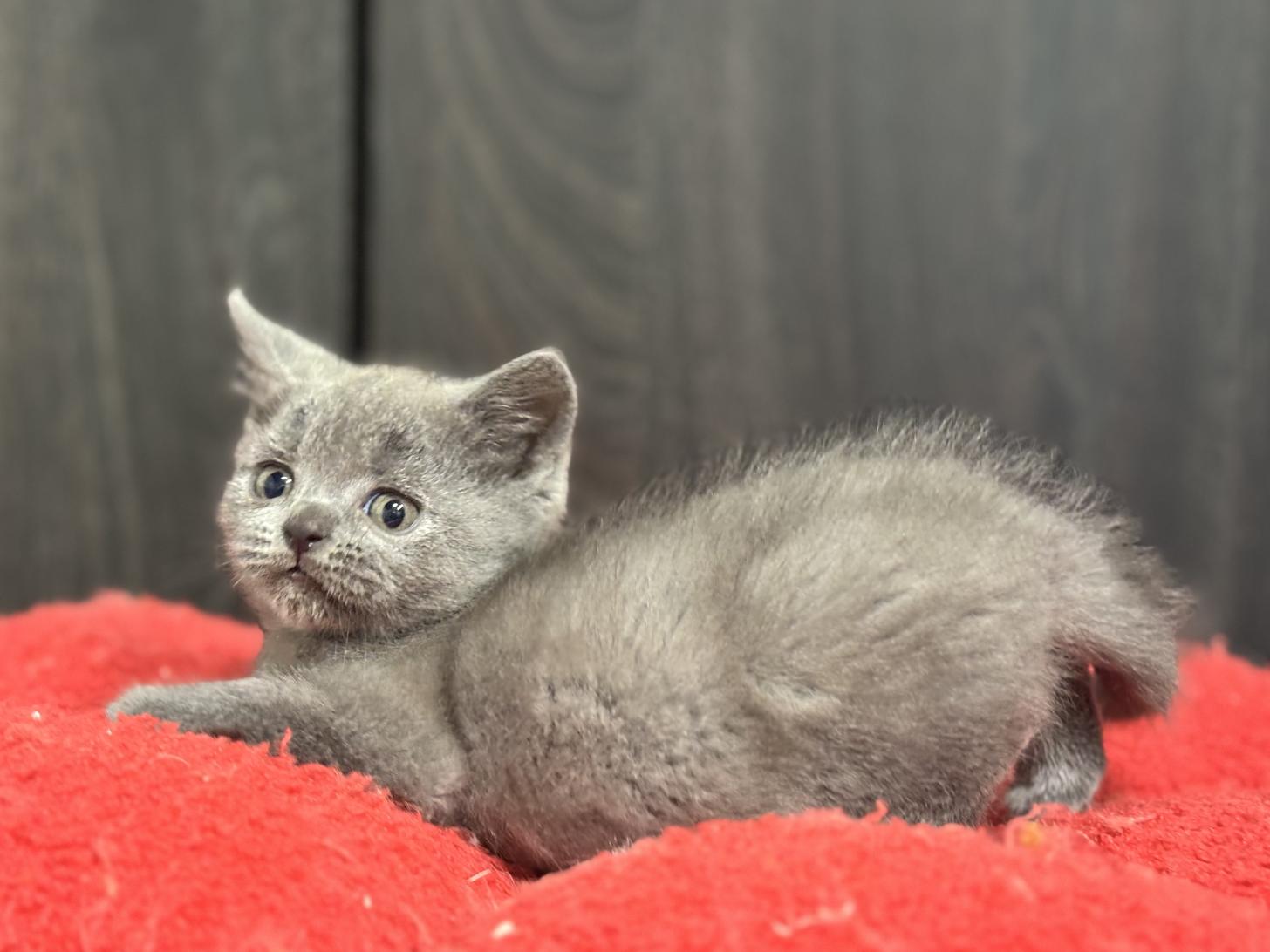 神奈川県のブリティッシュショートヘアー (Doggy Style 小田原店/2026年1月16日生まれ/男の子/ブルー)の子猫の4枚目の画像