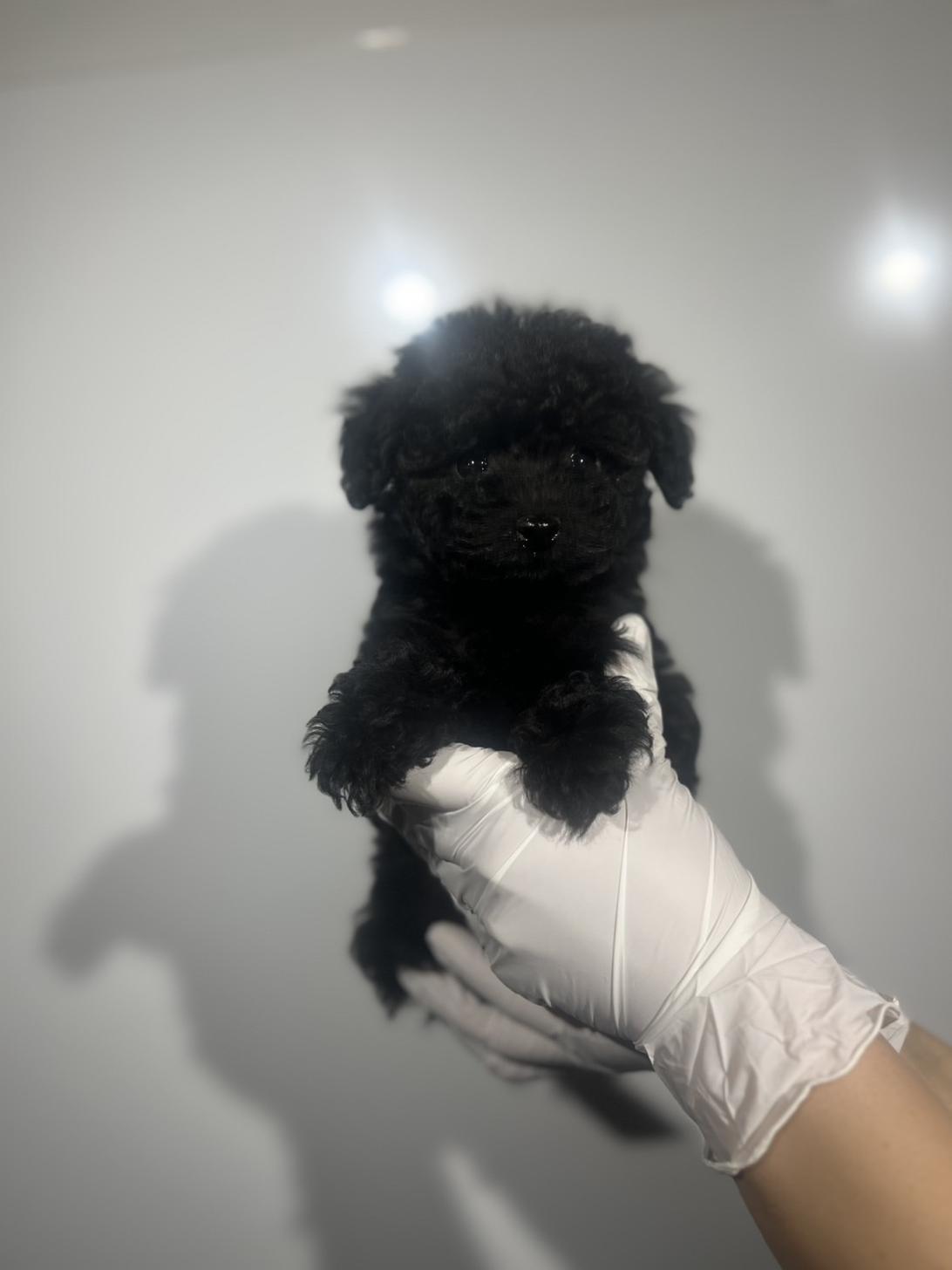 埼玉県のトイプードル(トイ) (ペッツスマイル加須インター店/2025年10月13日生まれ/男の子/ブラック)の子犬