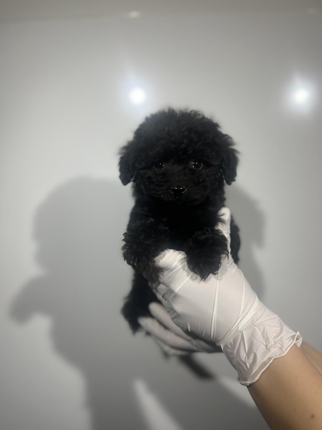 埼玉県のトイプードル(トイ) (ペッツスマイル加須インター店/2025年10月13日生まれ/男の子/ブラック)の子犬の2枚目の画像