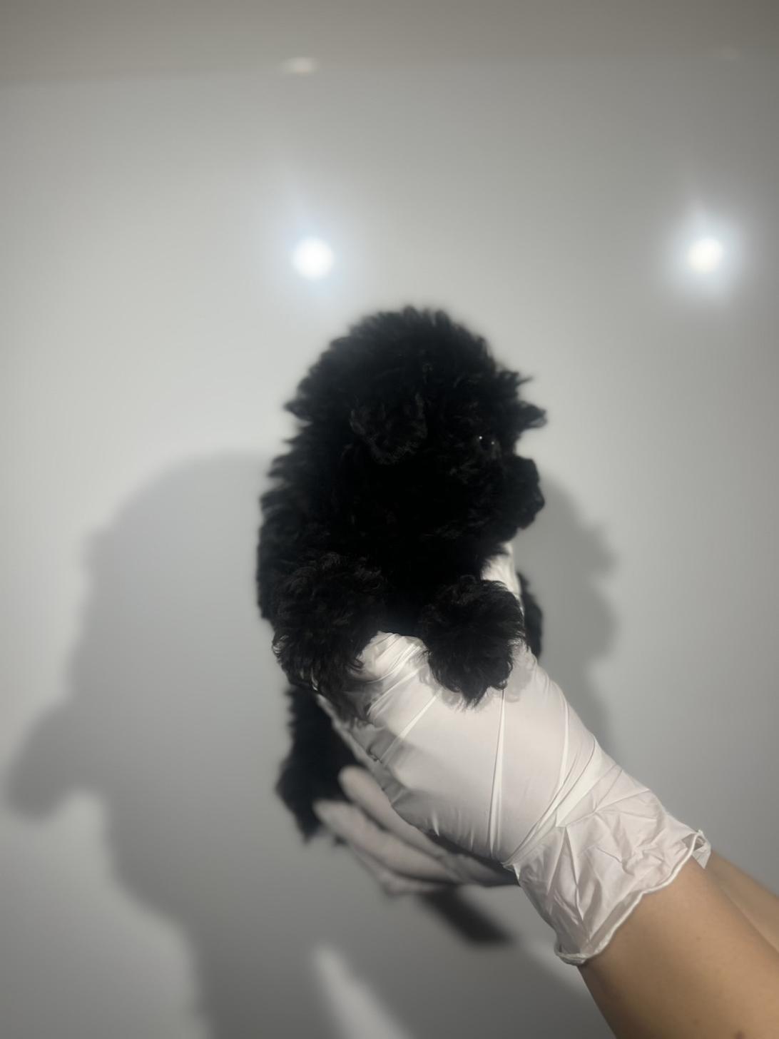 埼玉県のトイプードル(トイ) (ペッツスマイル加須インター店/2025年10月13日生まれ/男の子/ブラック)の子犬の3枚目の画像