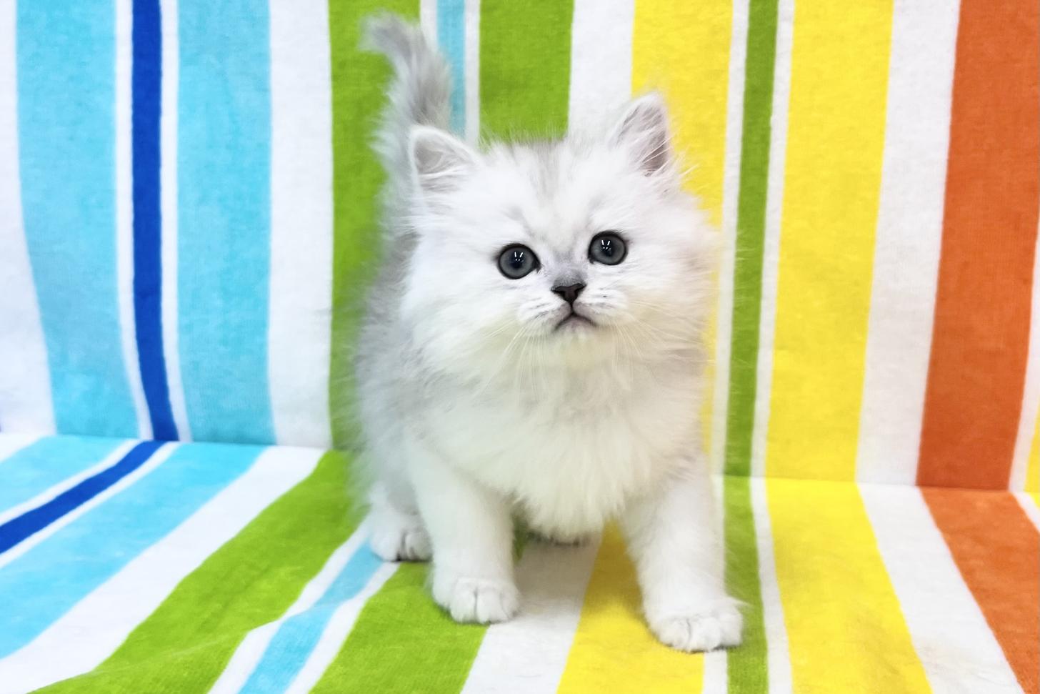 愛知県のミヌエット (ハピースペット一宮三条アミーゴ店/2025年12月31日生まれ/女の子/チンチラシルバー)の子猫