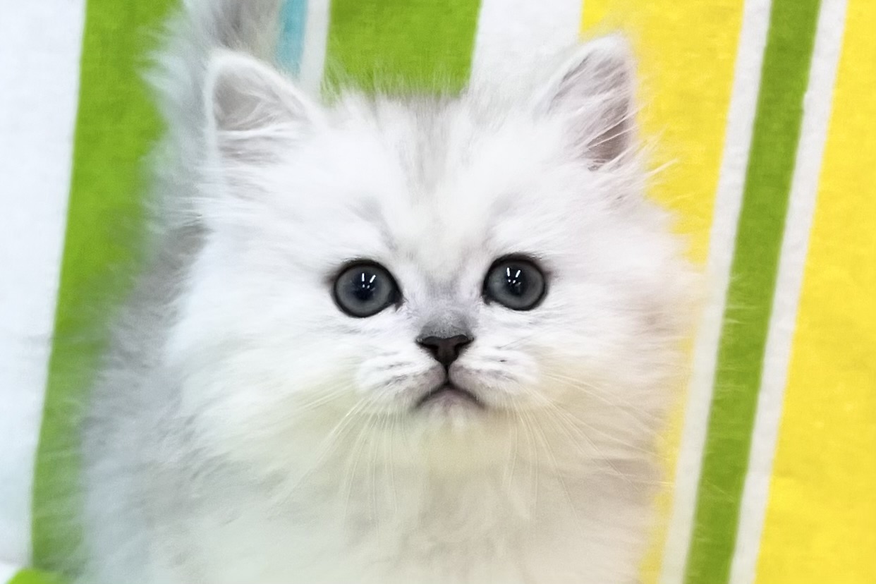 愛知県のミヌエット (ハピースペット一宮三条アミーゴ店/2025年12月31日生まれ/女の子/チンチラシルバー)の子猫の2枚目の画像