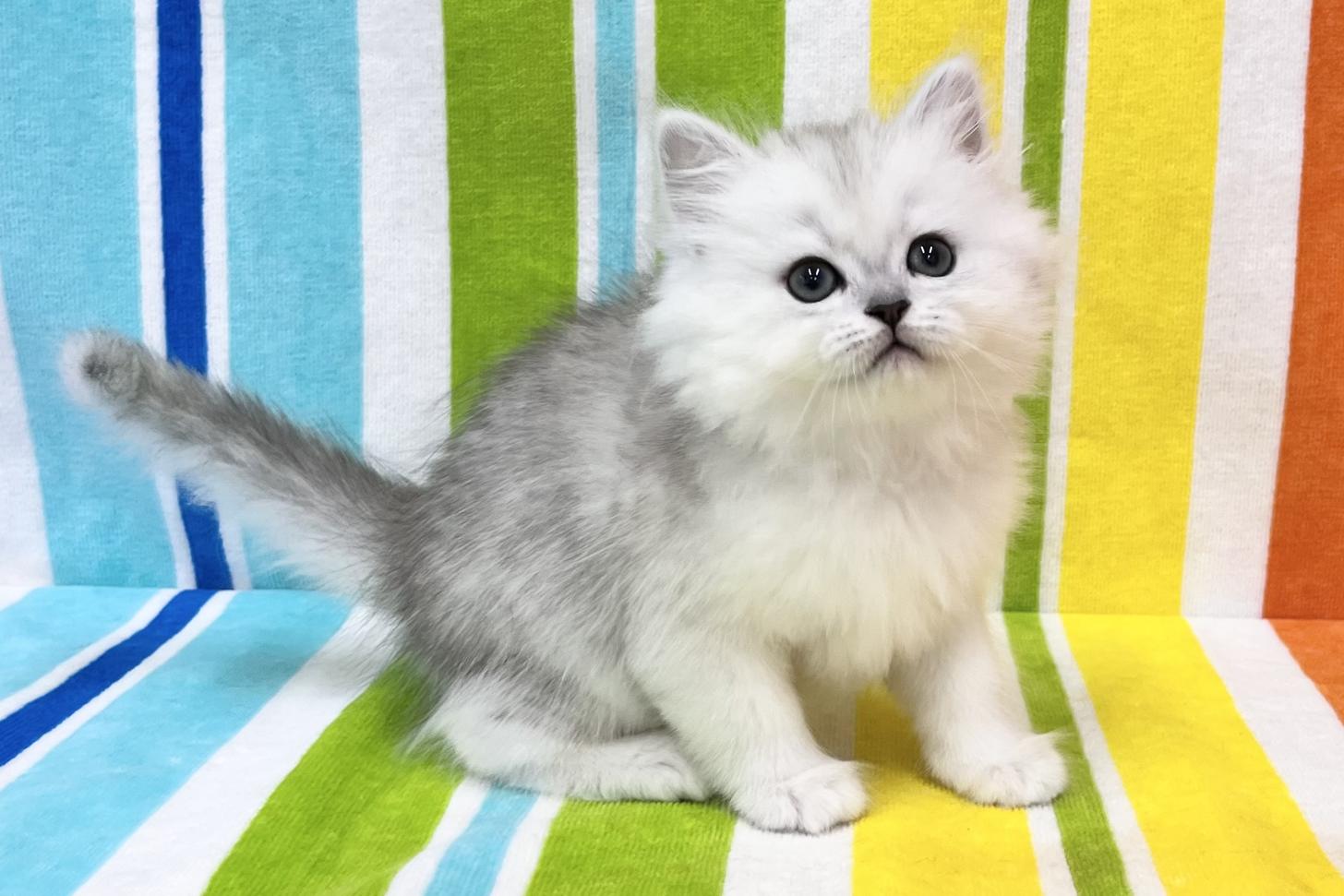 愛知県のミヌエット (ハピースペット一宮三条アミーゴ店/2025年12月31日生まれ/女の子/チンチラシルバー)の子猫の4枚目の画像